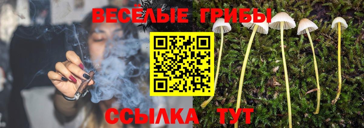 Псилоцибиновые грибы Psilocybine cubensis Туапсе